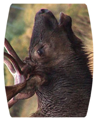 DAREC 313 Gone Hunting (Elk)